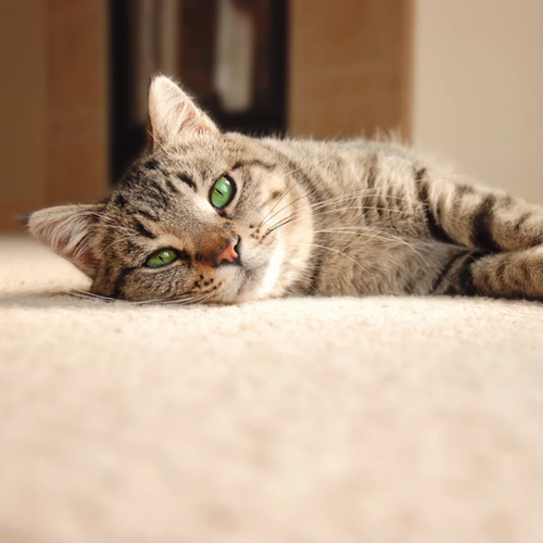 cat-laying-on-carpet-format.500x500